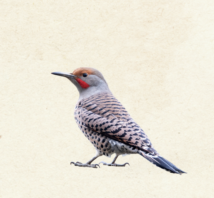 Northern Flicker